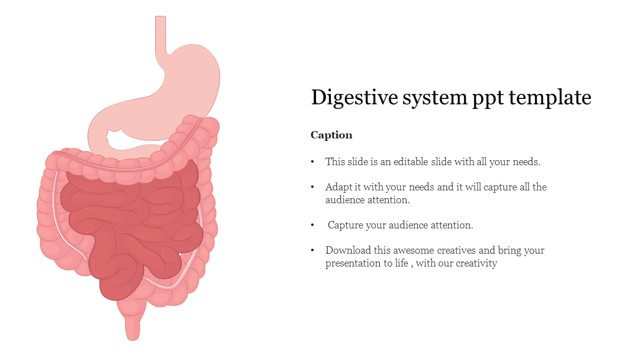 Digestive system ppt template 